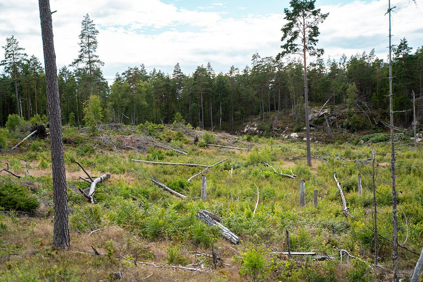 Žemėlapio fragmentas - eiti aplink kirtimo lauką
