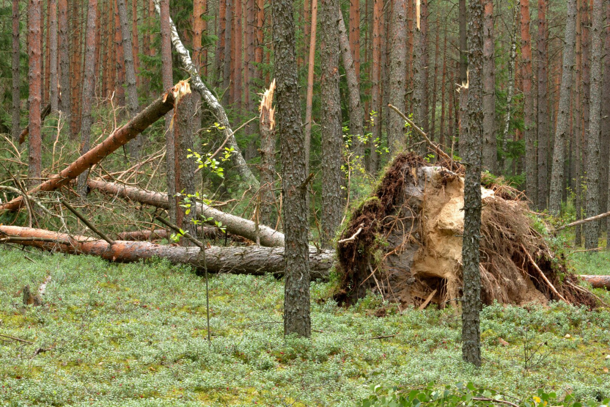 Ypatingas augmenijos objektas