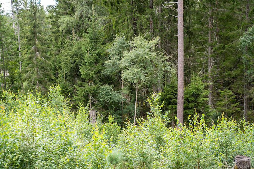 Augalijos ribos žemėlapio ženklas